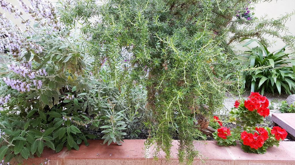 Il Giardino Del Nespolo Bed & Breakfast Alghero Eksteriør bilde