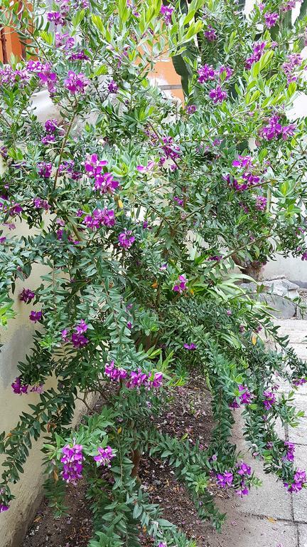 Il Giardino Del Nespolo Bed & Breakfast Alghero Eksteriør bilde